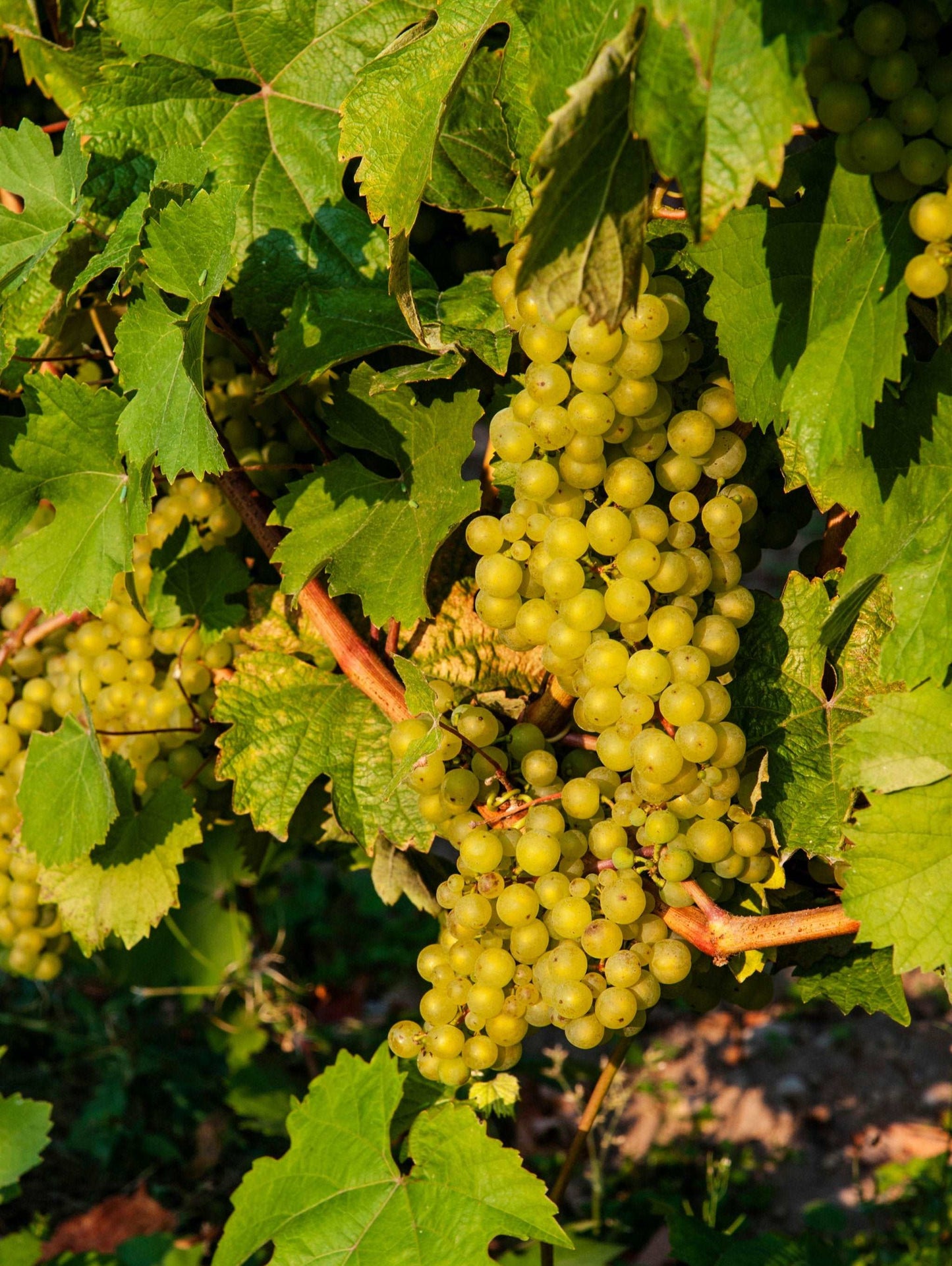  Madeleine Angevine Grape