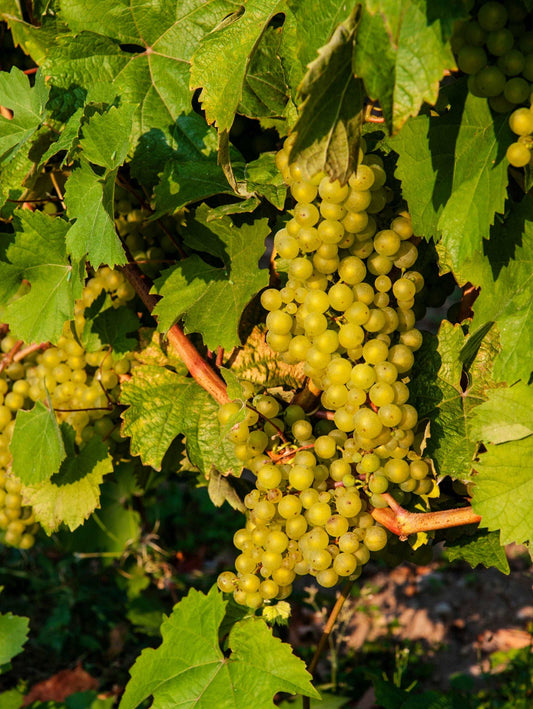  Madeleine Angevine Grape