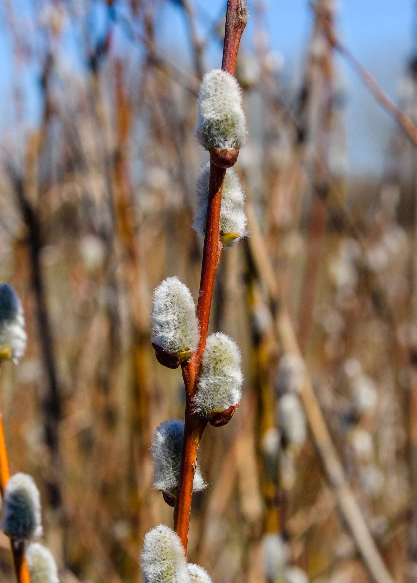  French Pussywillow