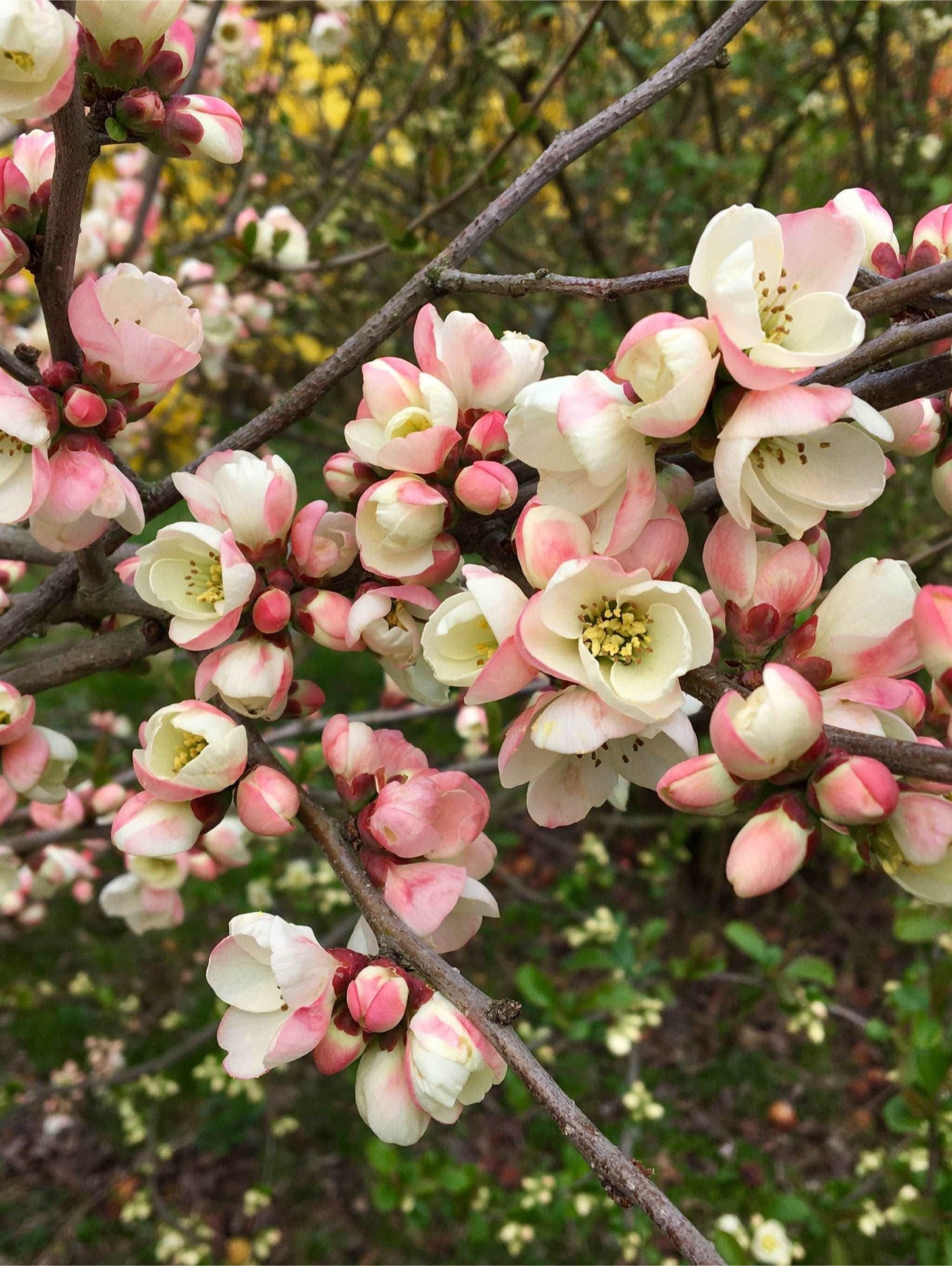  C. Cathayensis/Cathay Flowering Quince