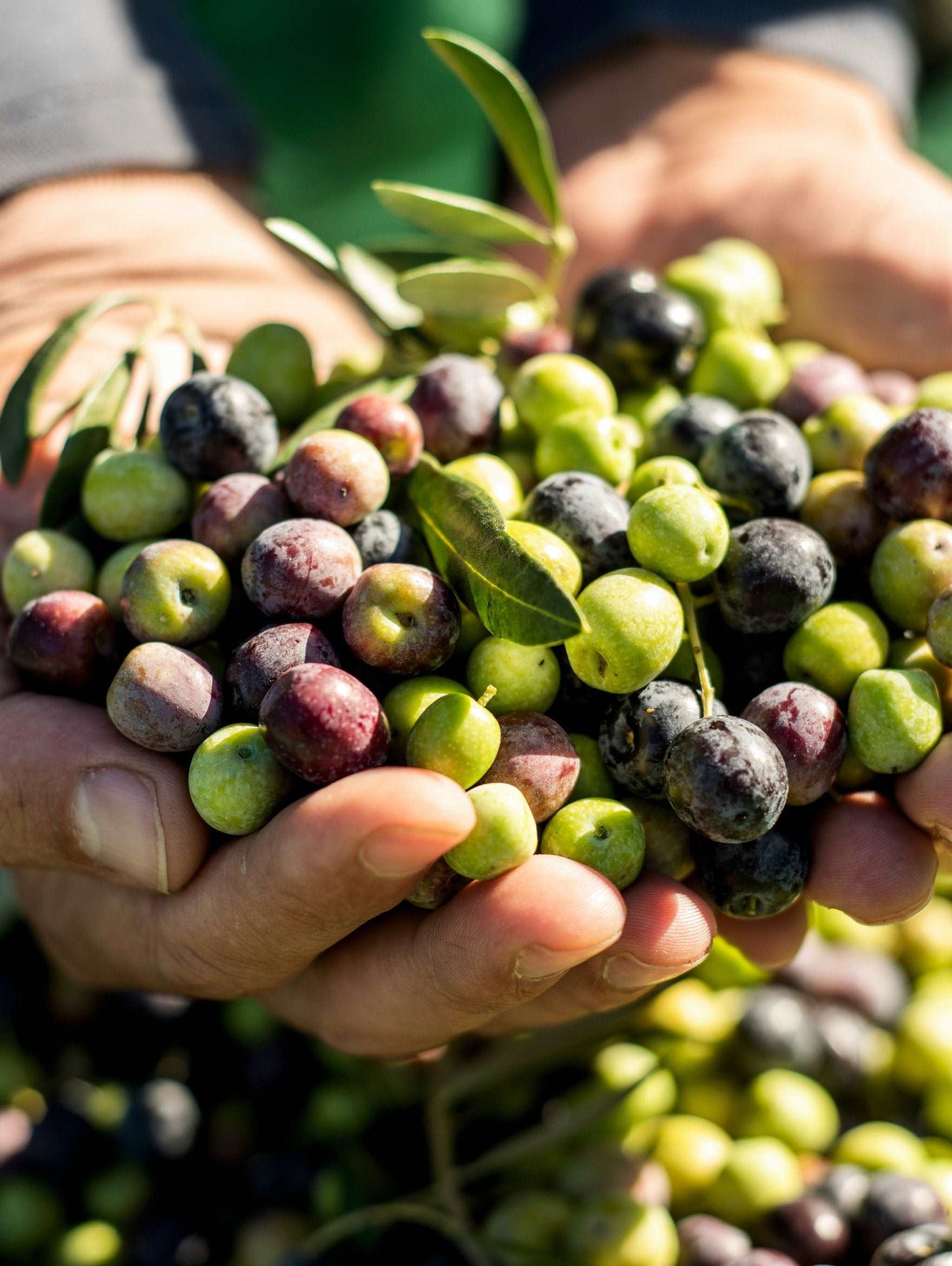  Arbequina Olive