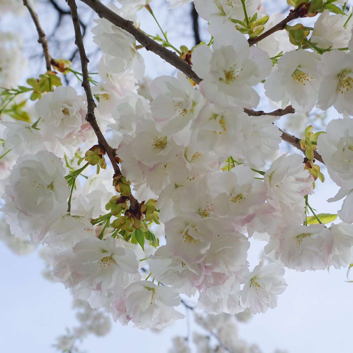  Mt. Fuji Flowering Cherry
