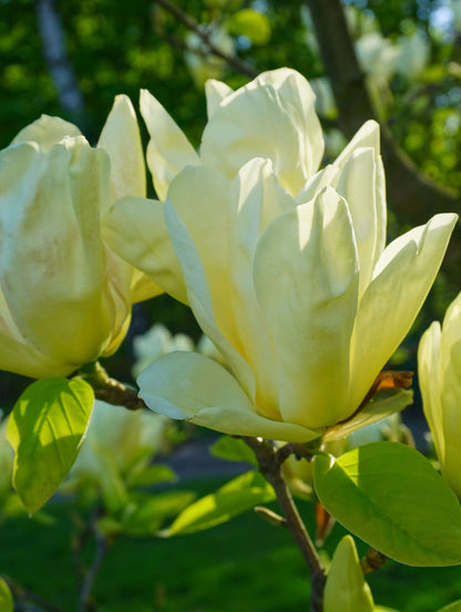  Elizabeth Magnolia