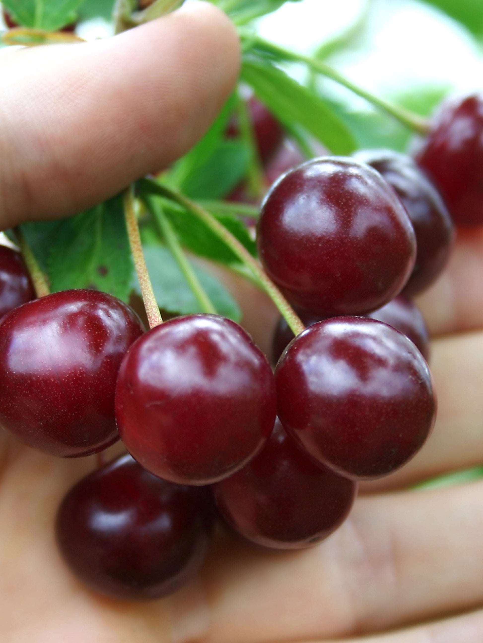  Black Tartarian Cherry