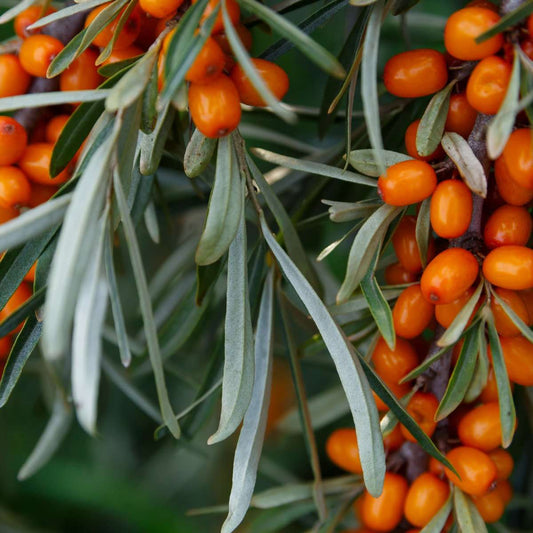  Sirola™ Seaberry