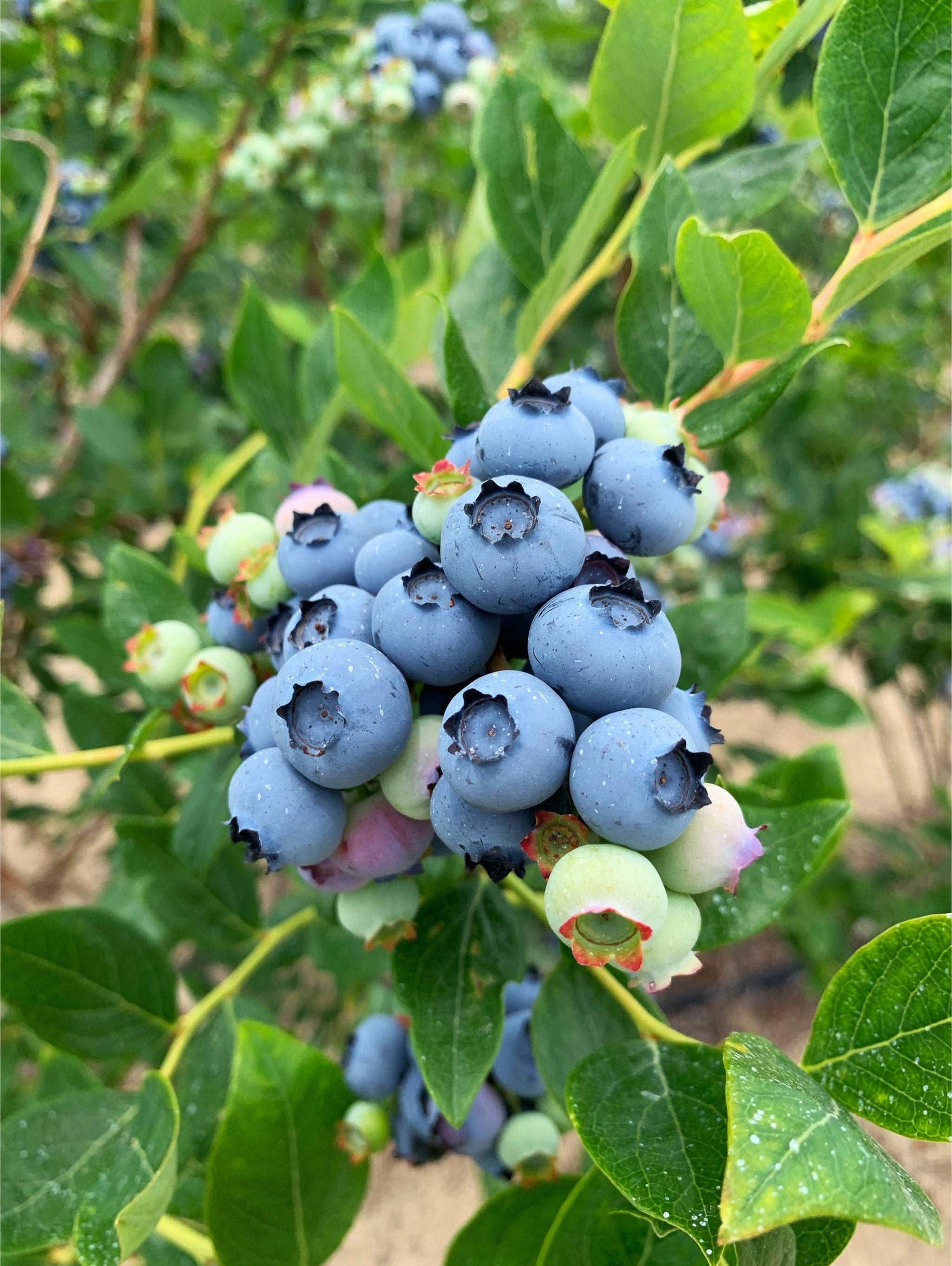  Jersey Blueberry