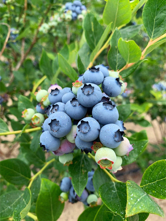  Jersey Blueberry