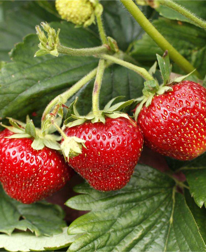  Shuksan Strawberry