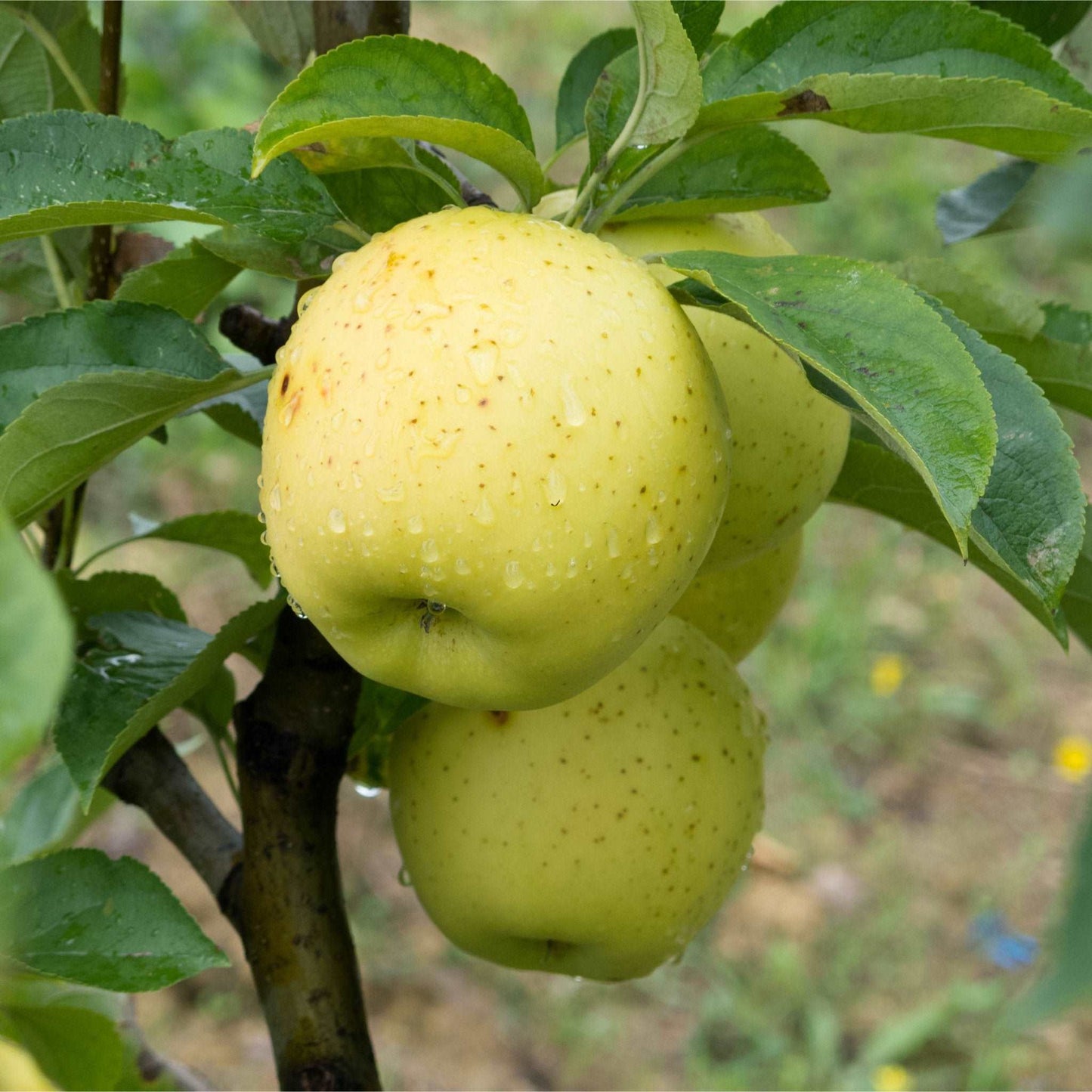  Chehalis Apple