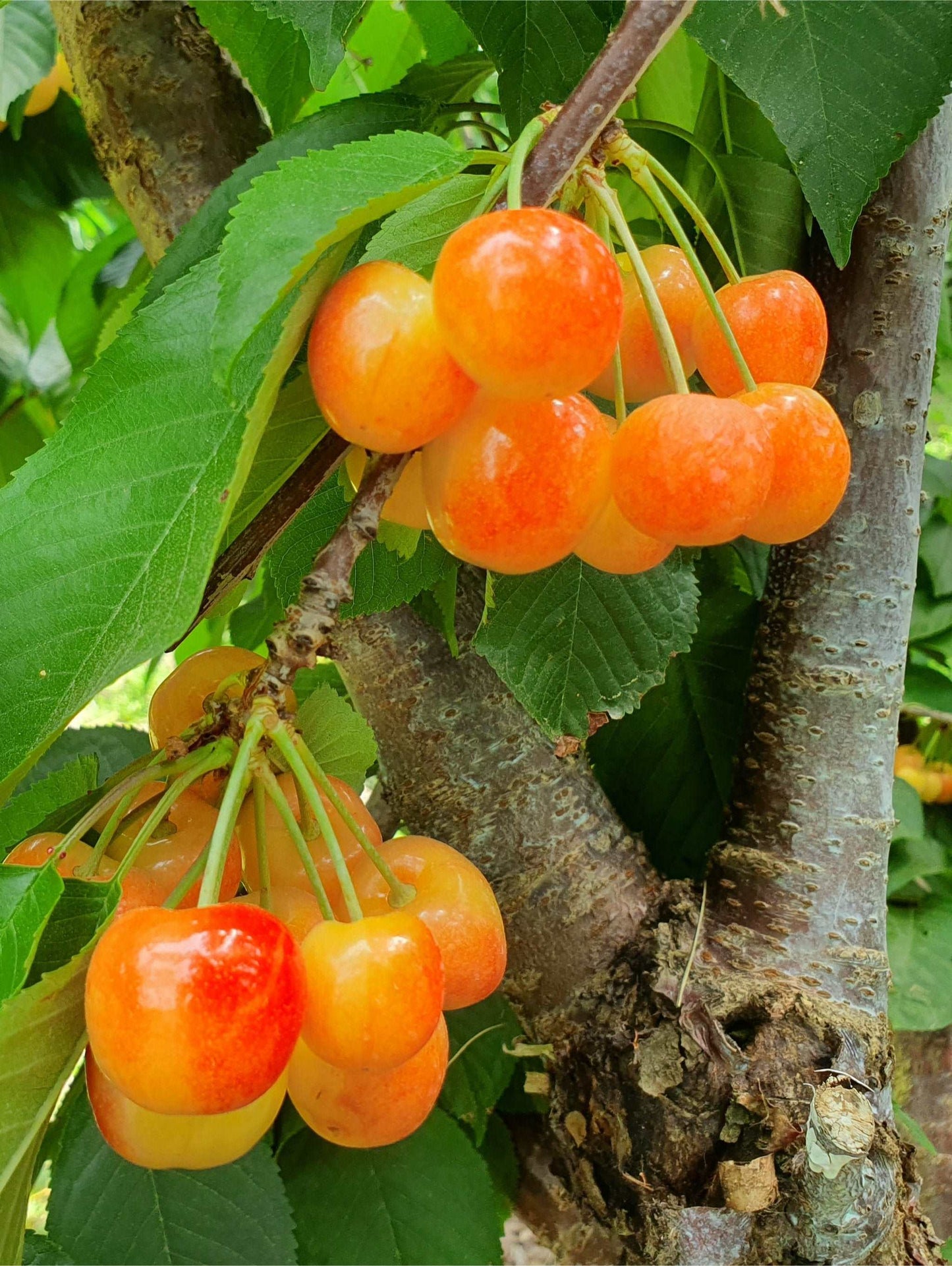  White Gold Cherry