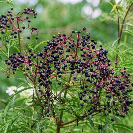  York Elderberry