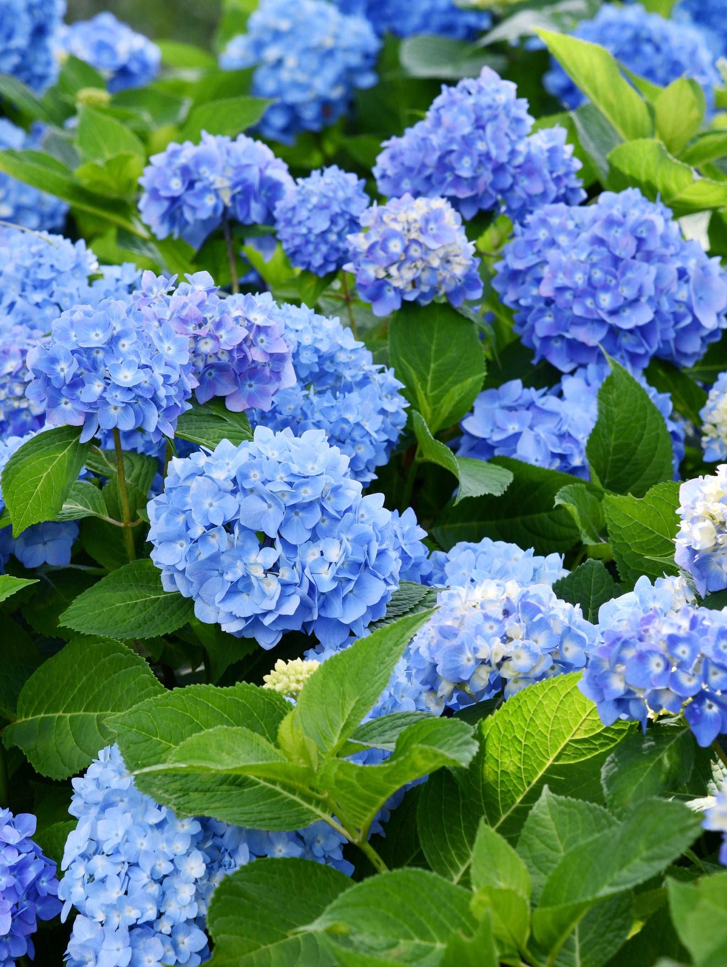  Forever Blue Hydrangea