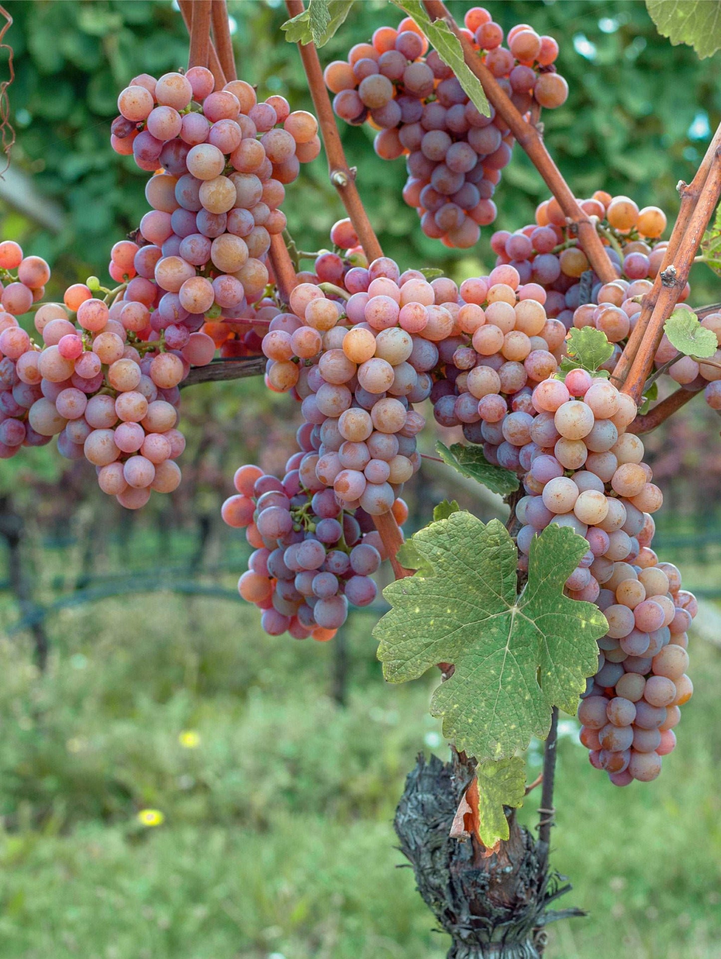  Gewurtztraminer Wine Grape