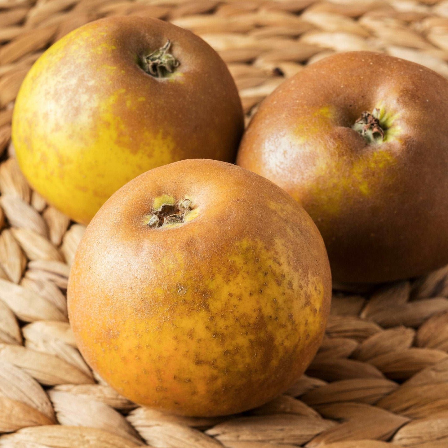  Egremont Russet Apple