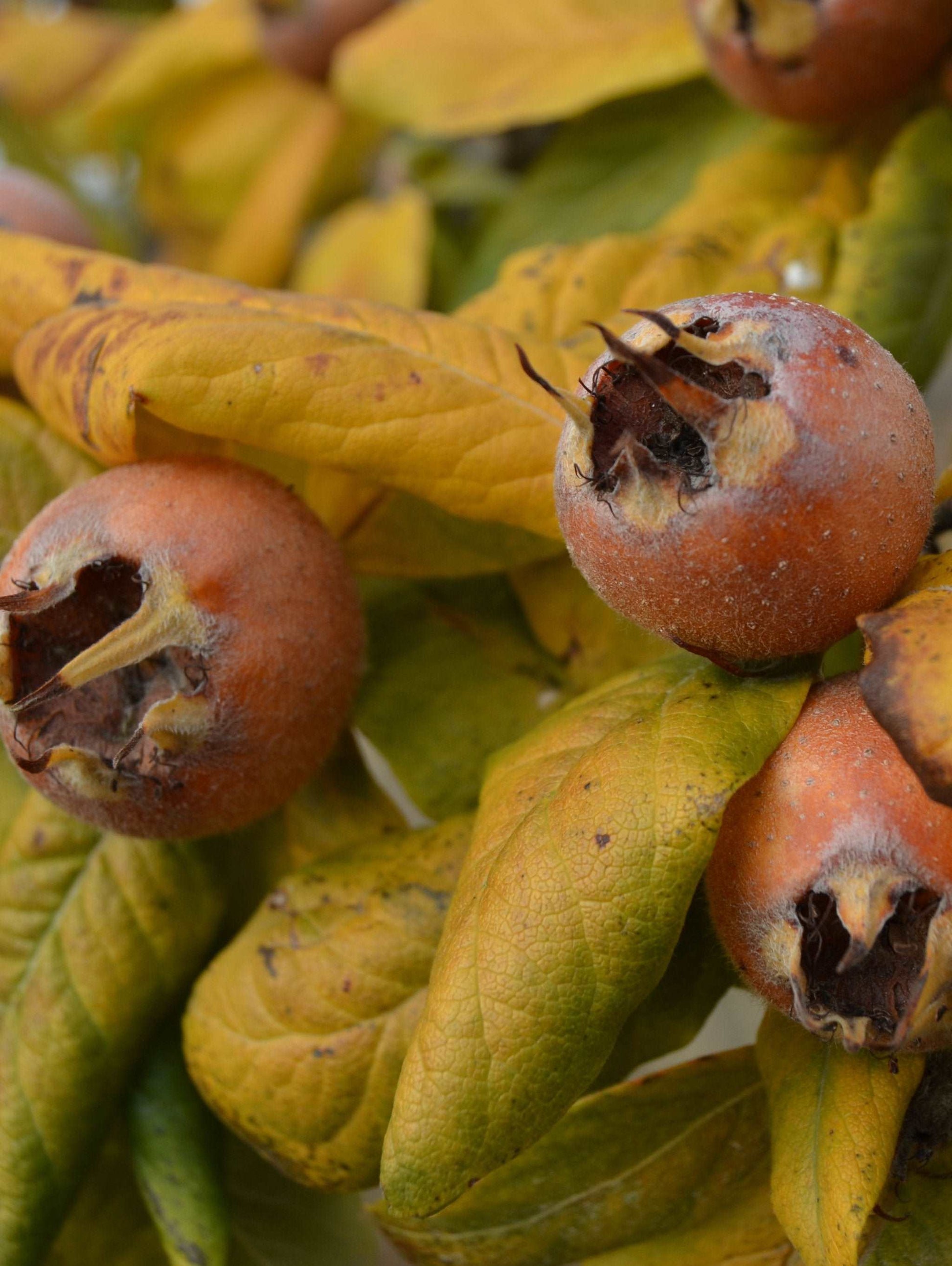 Sultan Medlar