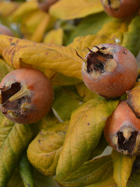  Sultan Medlar