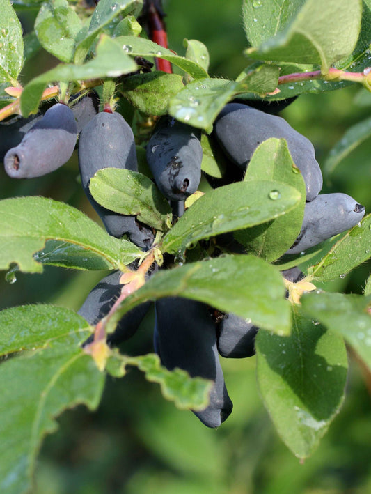  Berry Blue Honeyberry