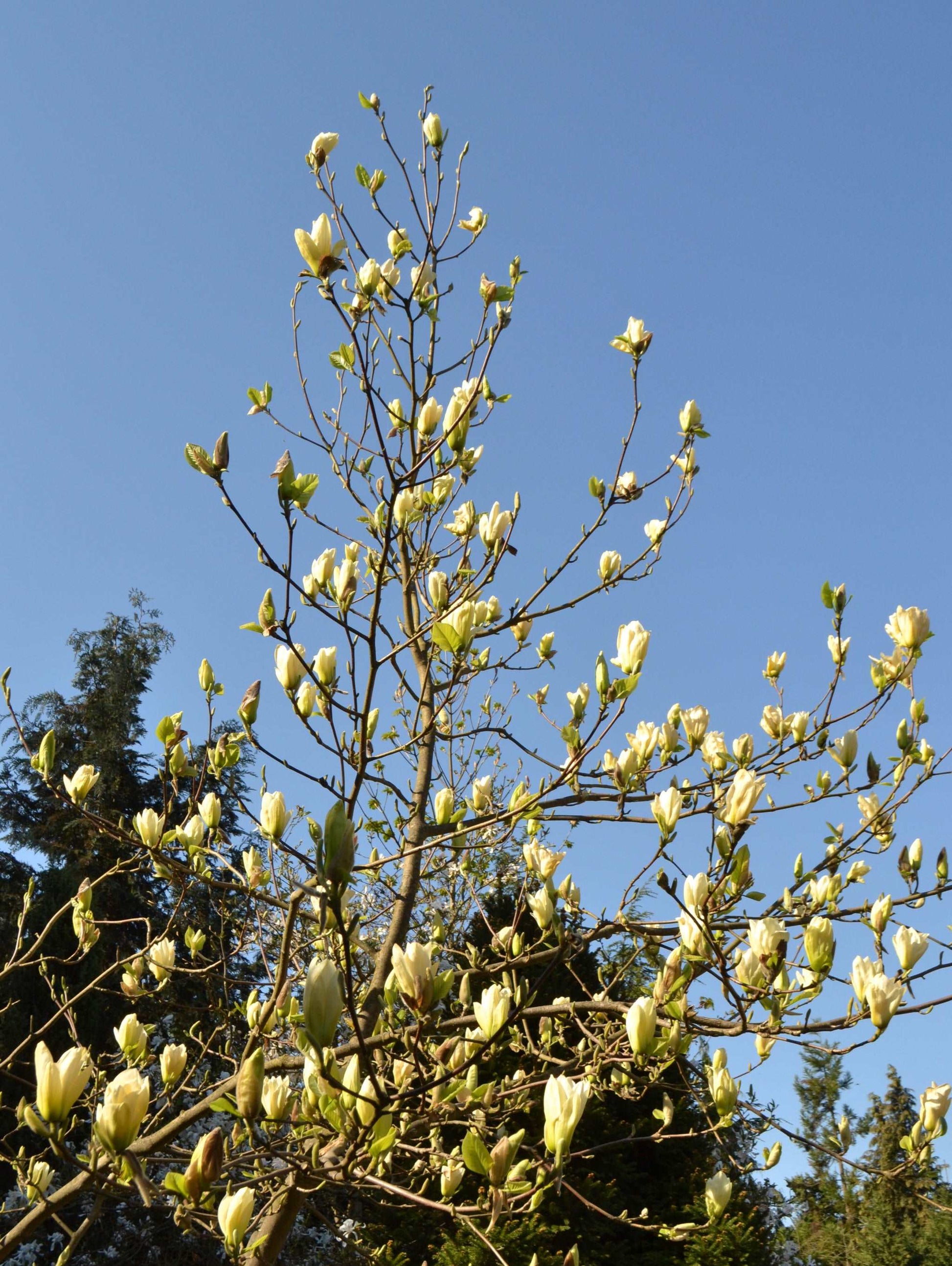  Elizabeth Magnolia