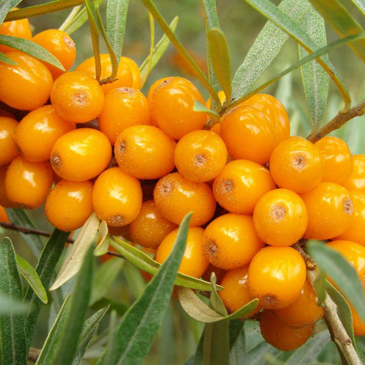  Orange Glow™ Seaberry