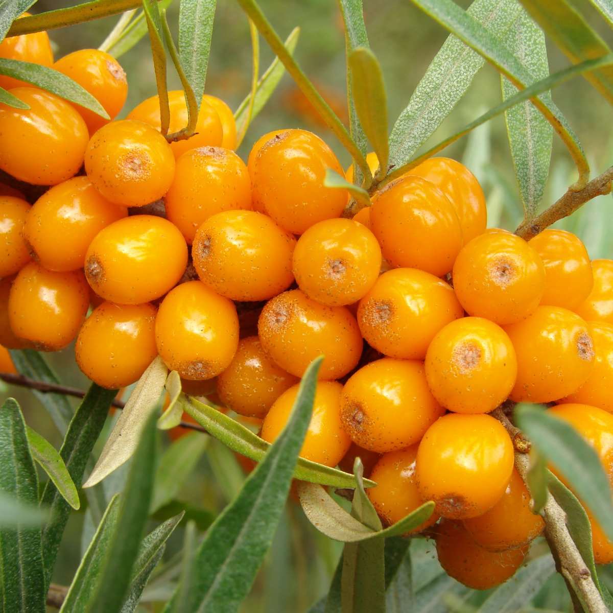  Orange Glow™ Seaberry
