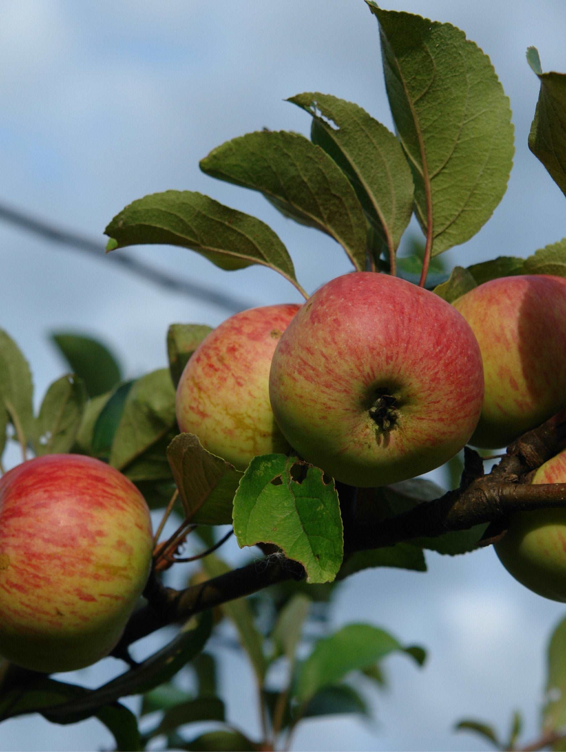  Rubinette Apple