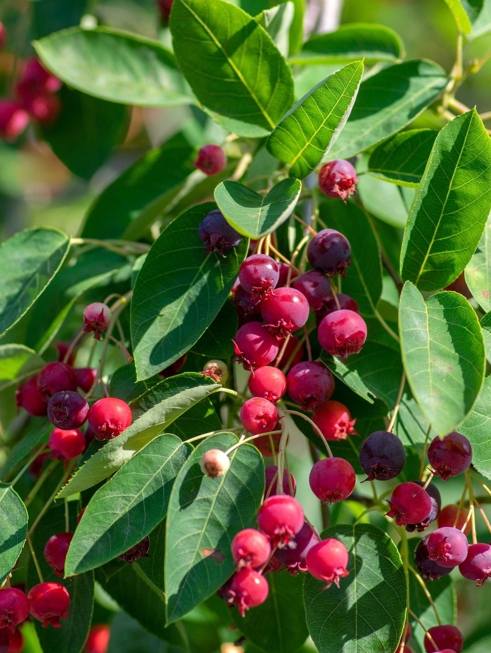  Autumn Brilliance Serviceberry