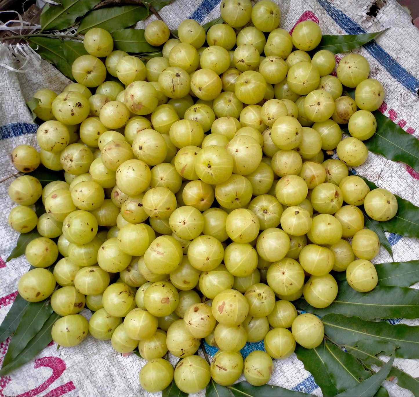  Colossal Gooseberry