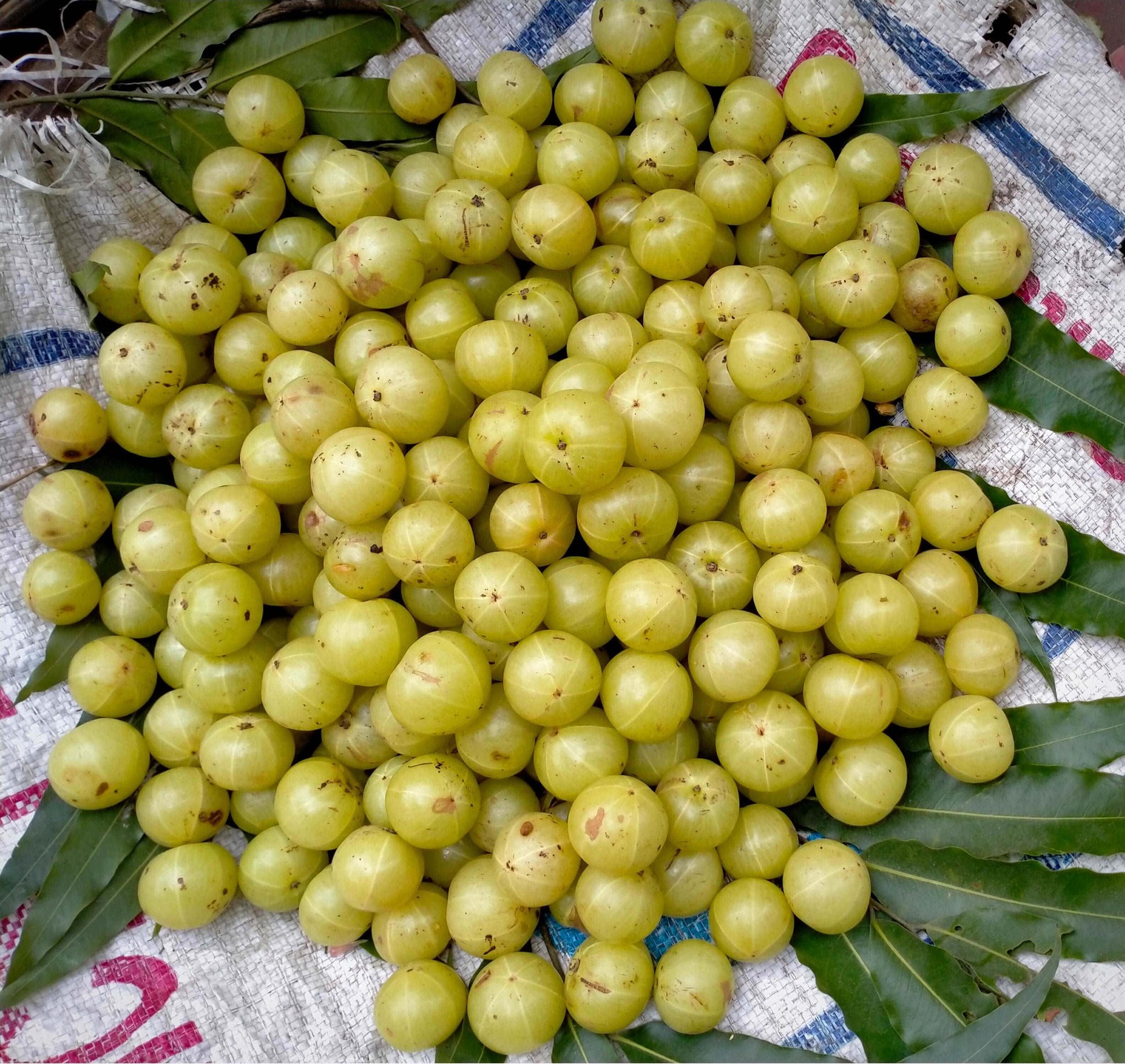  Colossal Gooseberry
