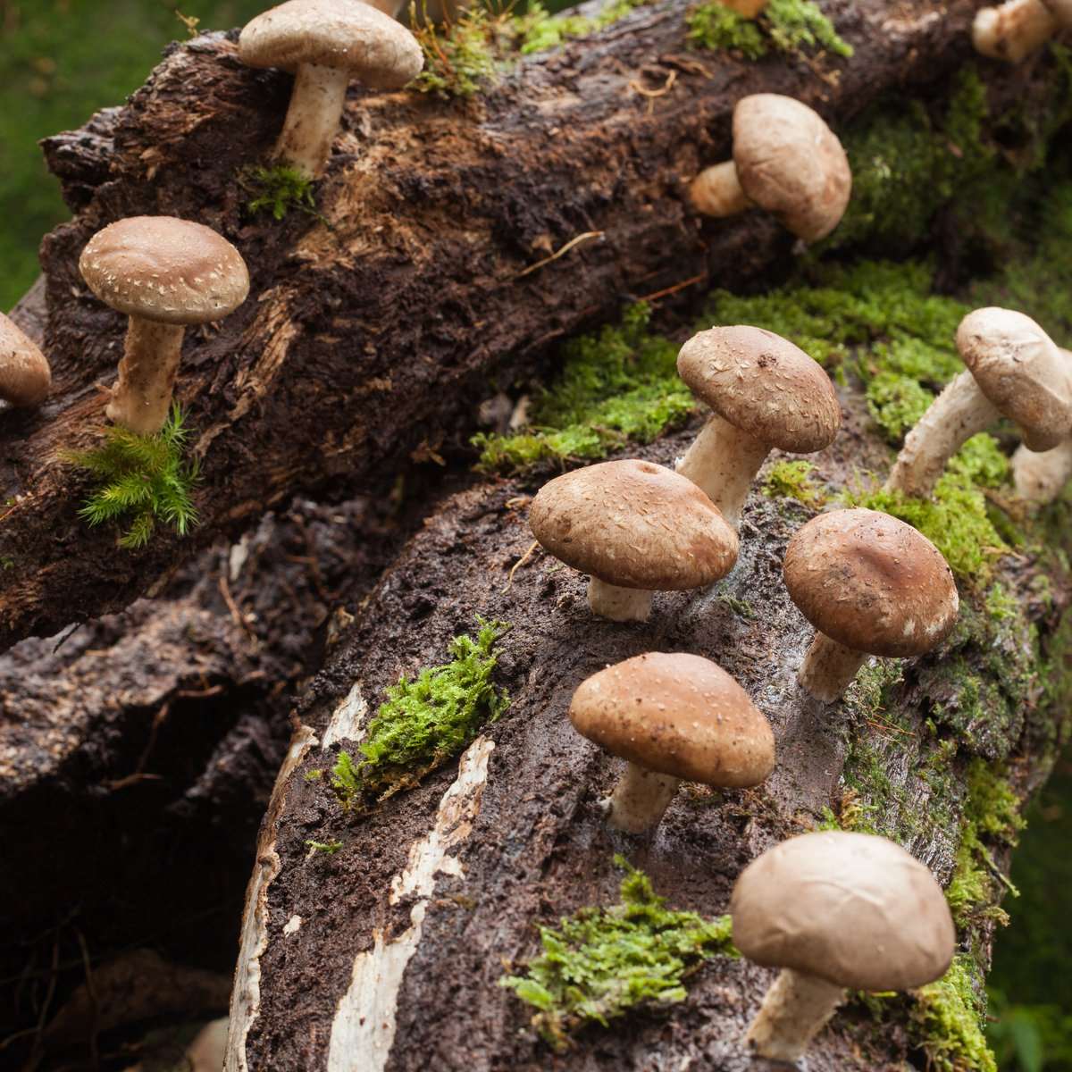  Shiitake Mushroom (100 Dowels)