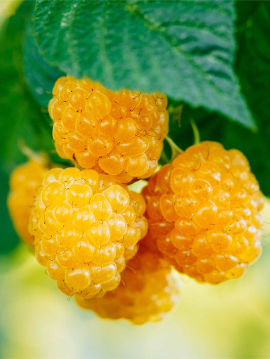 Alpha Fall Gold Raspberry