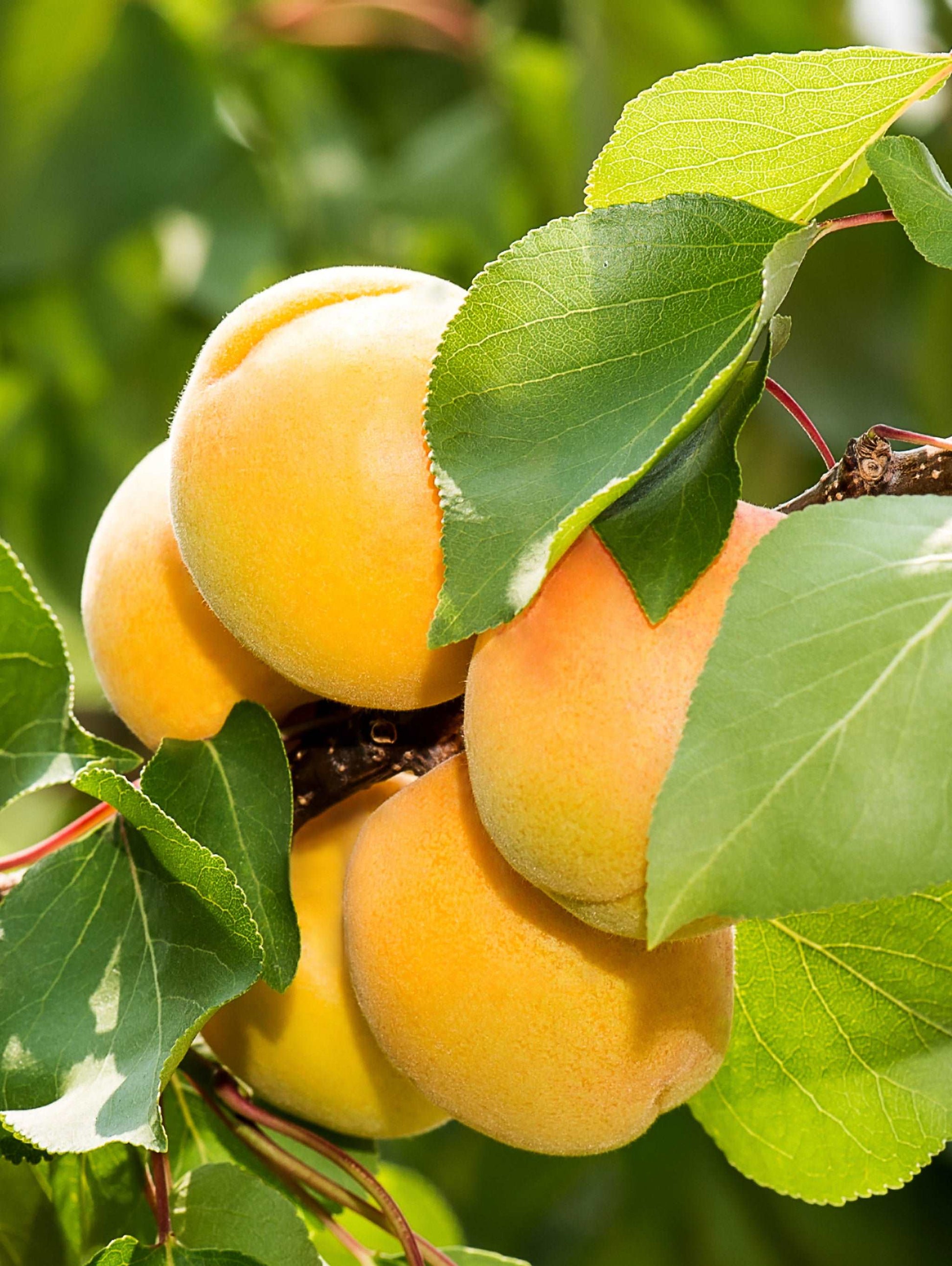  Gold Kist Apricot