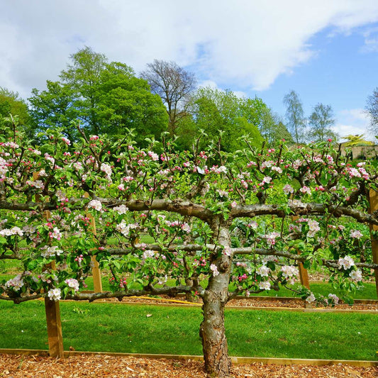  2 Tier Apple Espalier Combo Tree (2 Varieties)