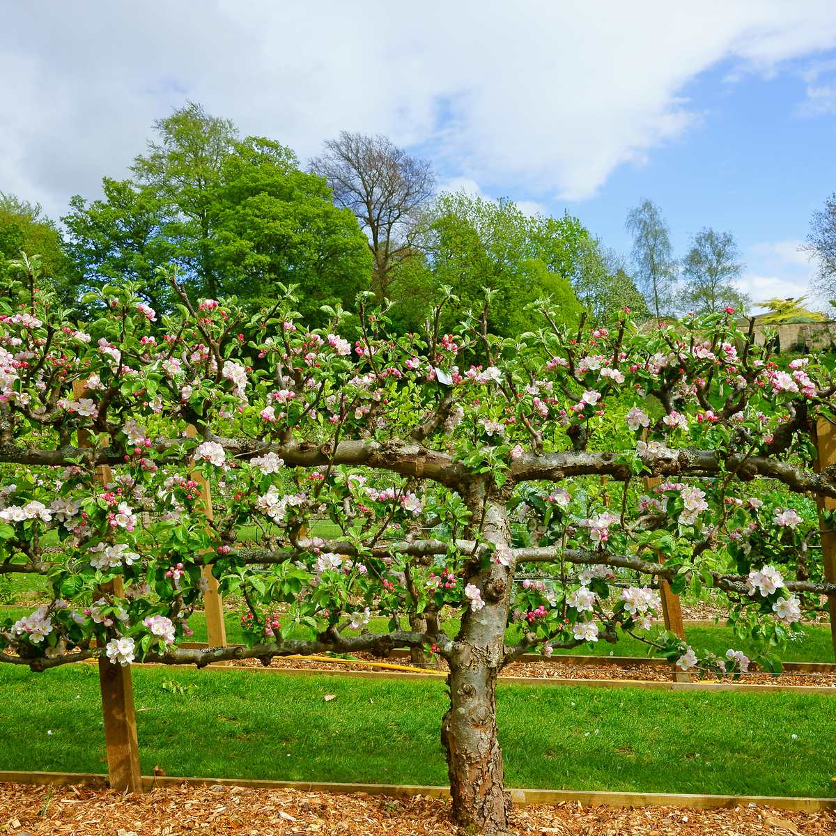  3 Tier Apple Espalier Combo Tree (3 Varieties)