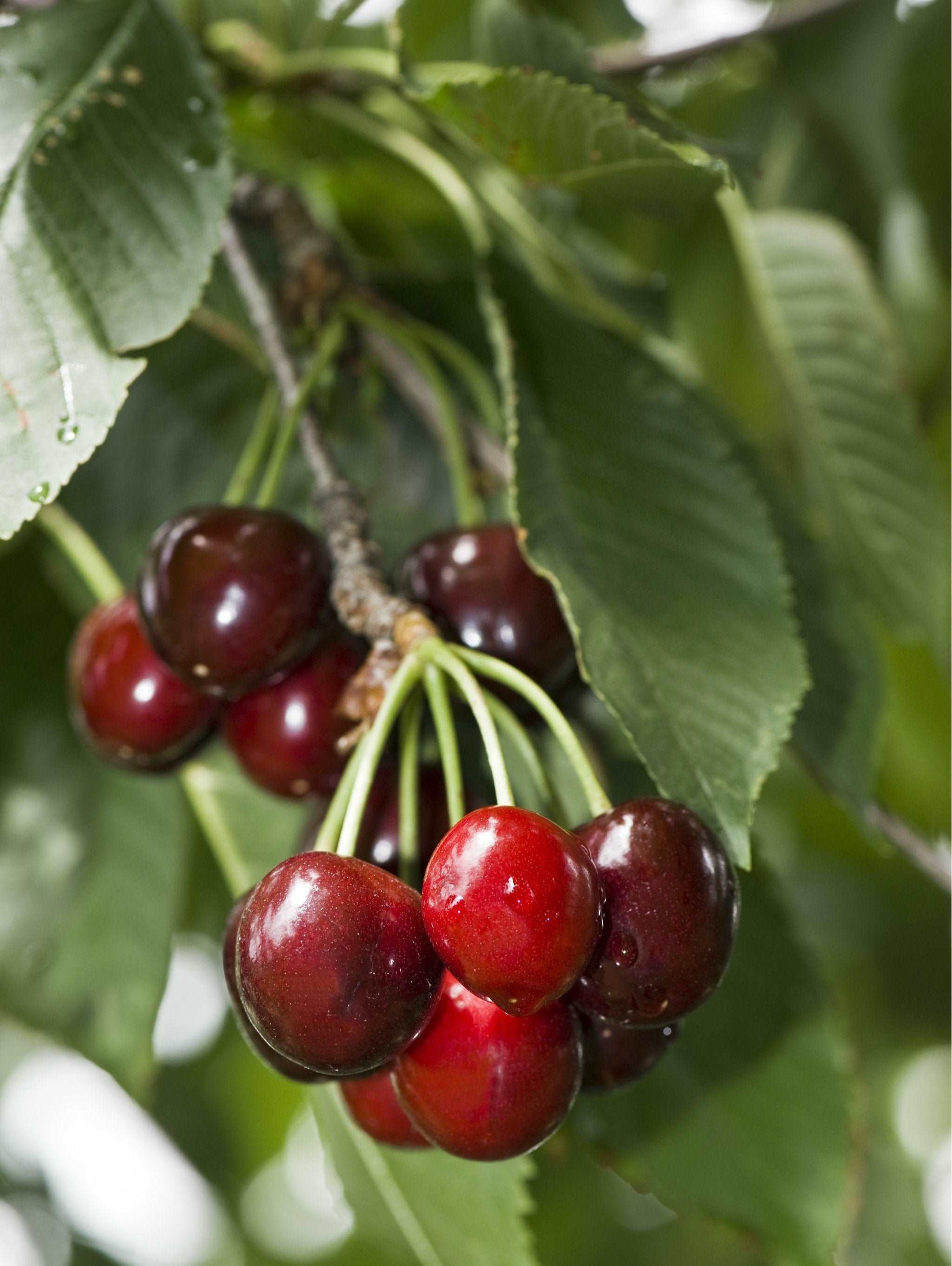  Carmine Jewel Cherry