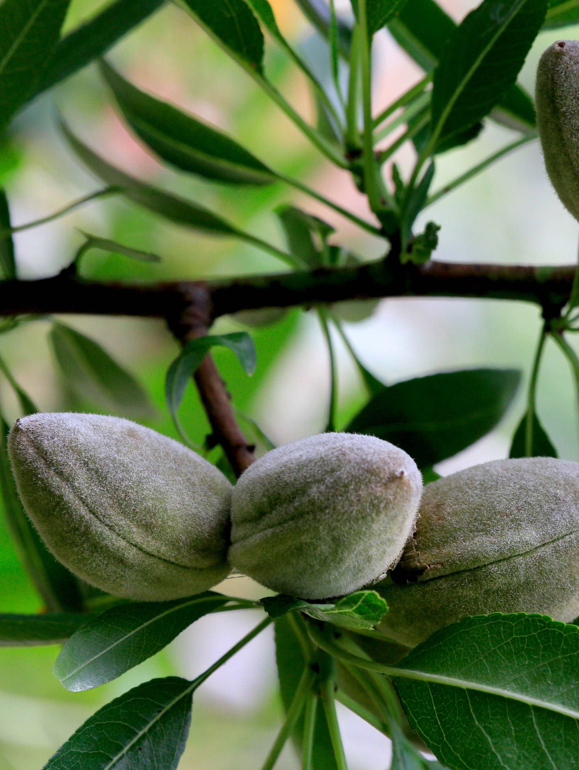  Nikita's Pride Almond™