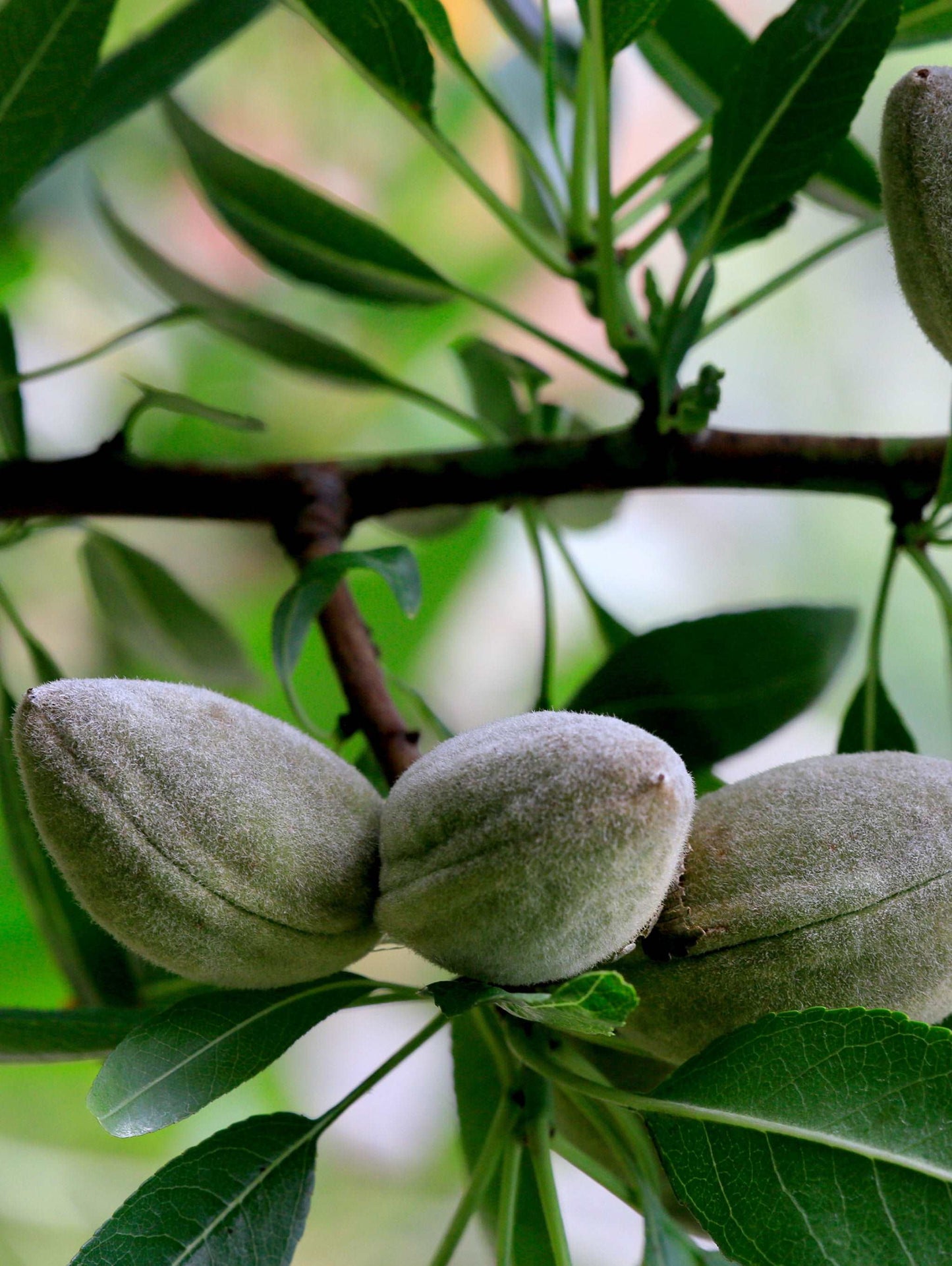  Oracle Almond™