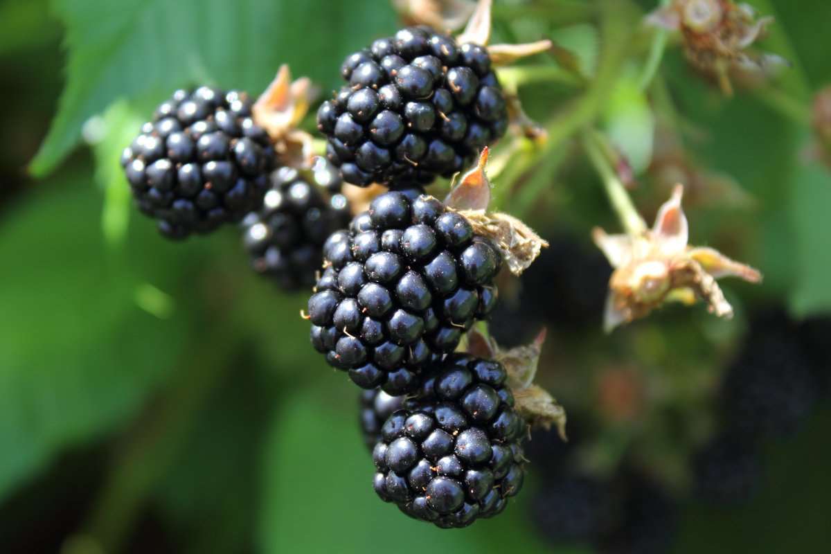  Olympic Berry