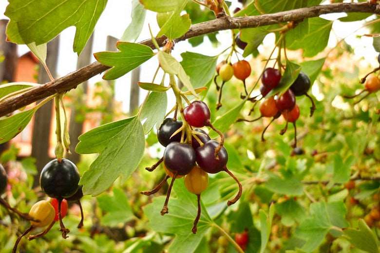  Missouri Giant Currant