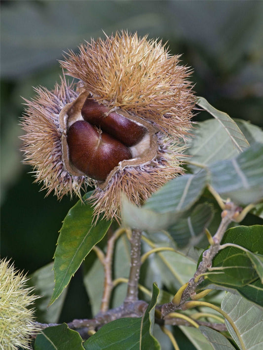  Chinese Chestnut Seedling