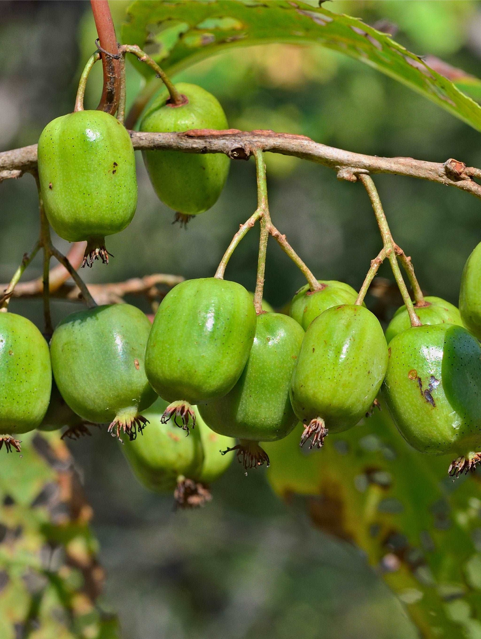  Annanasnaja Hardy Kiwi