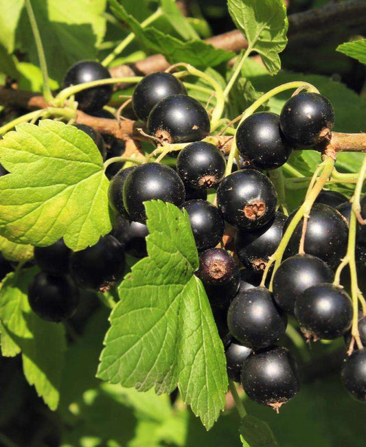  Hill's Kiev Select Black Currant