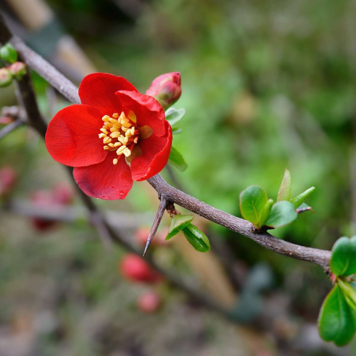  Crimson And Gold Flowering Quince