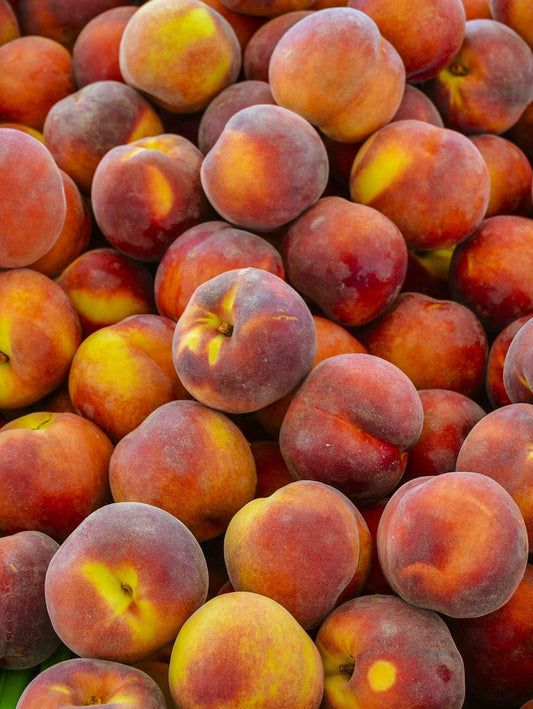  Contender Peach
