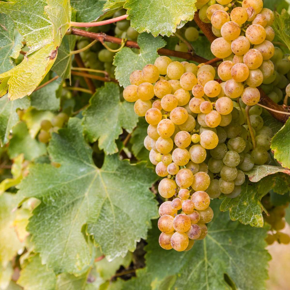  Sauvignon Blanc Grape