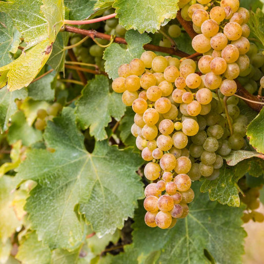  Sauvignon Blanc Grape