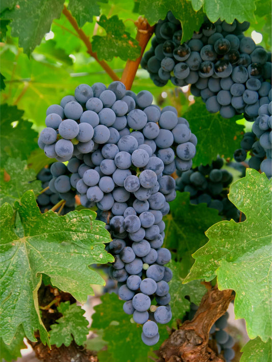  Merlot Grape