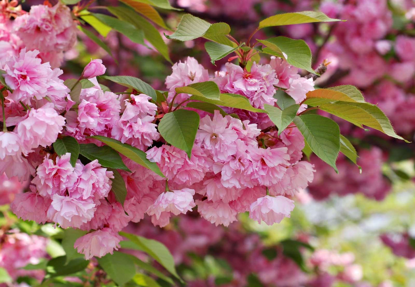  Kwanzan Flowering Cherry