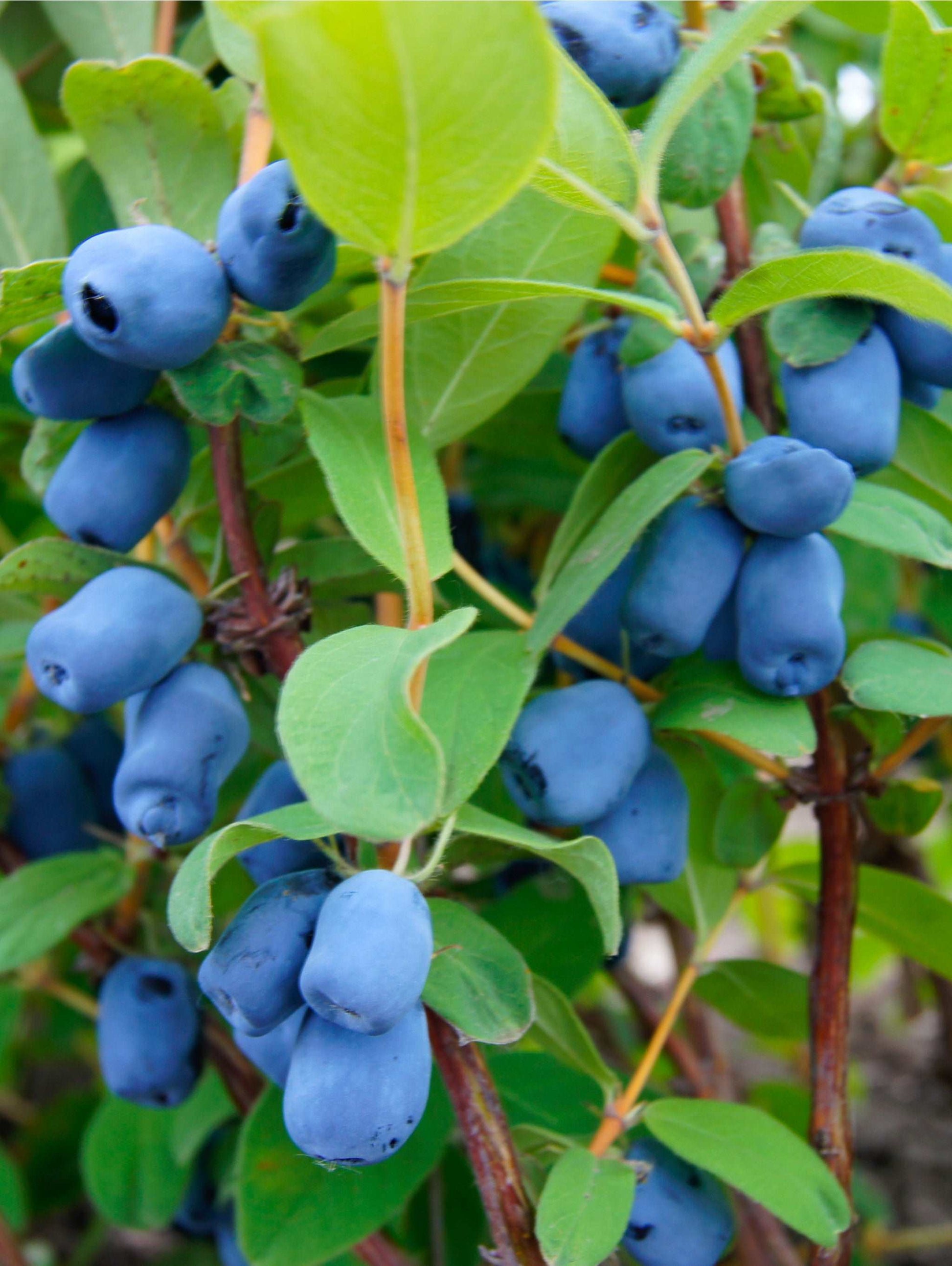  Blue Pagoda™ Honeyberry