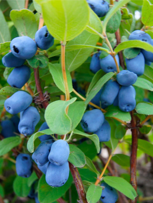  Blue Pagoda™ Honeyberry