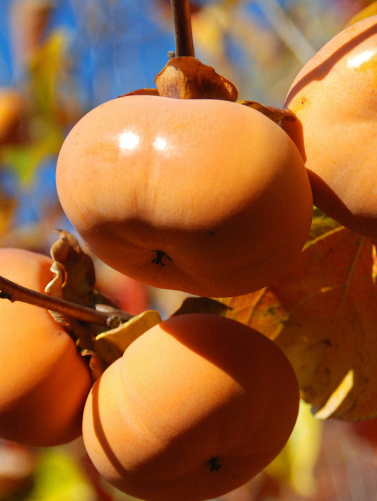  Jiro (Fuyu) Persimmon Tree